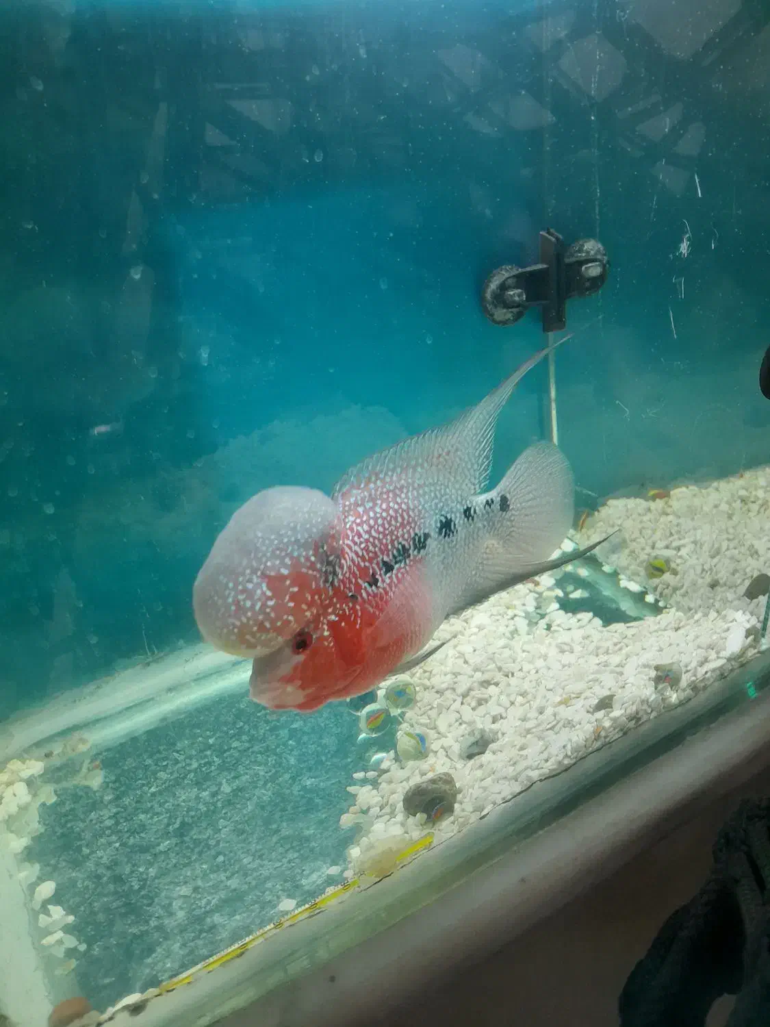 فلاور هورن|ماهی|تهران, والفجر (افسریه)|دیوار