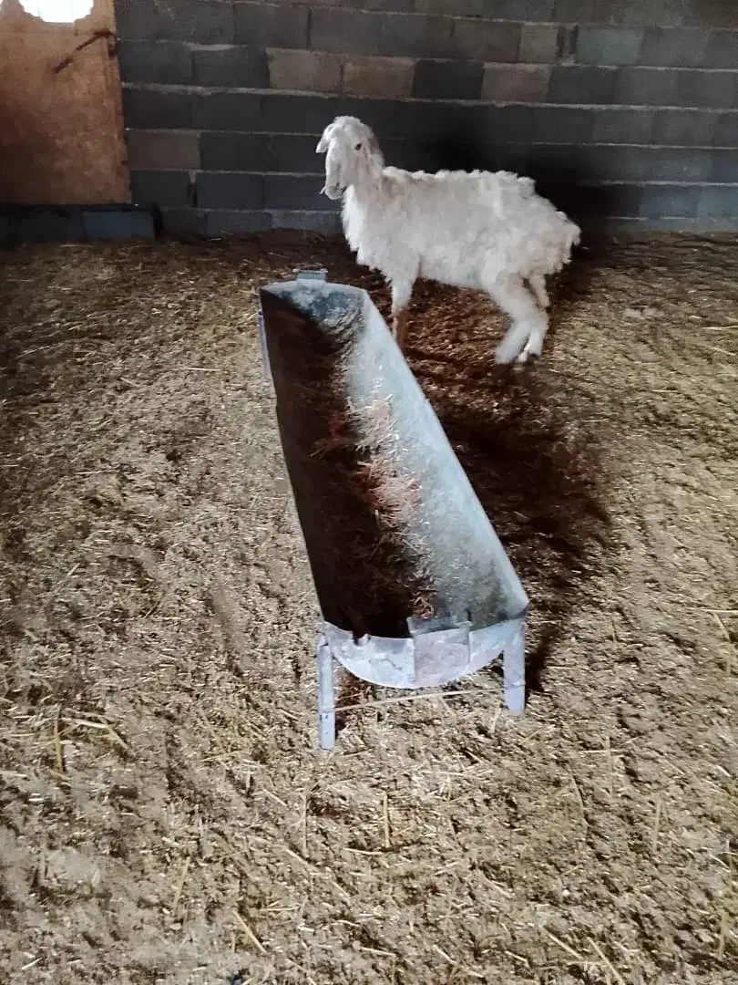 2 عددشیشک|حیوانات مزرعه|شیراز, کوشک میدان|دیوار