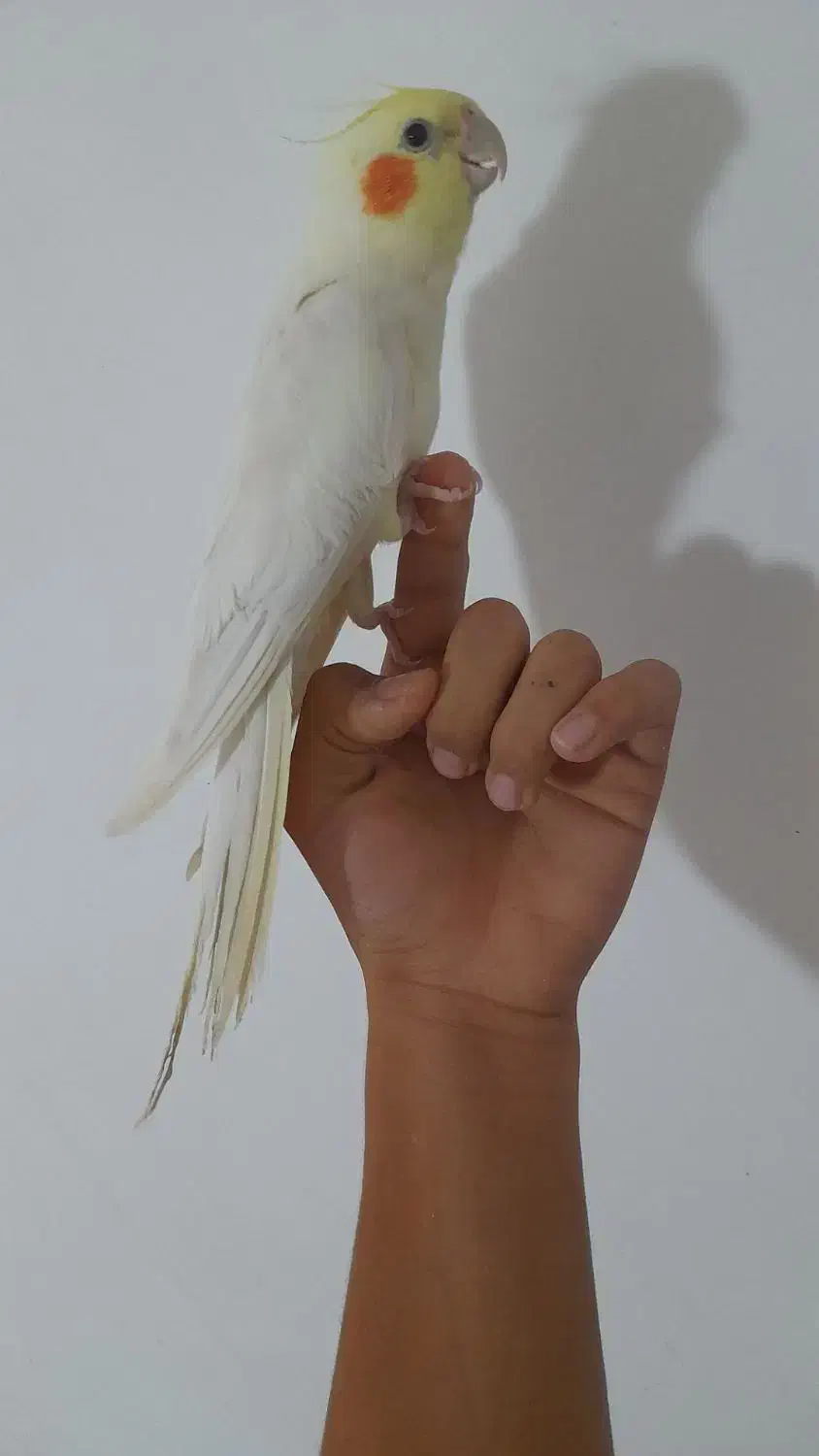 عروس|پرنده|اهر, |دیوار