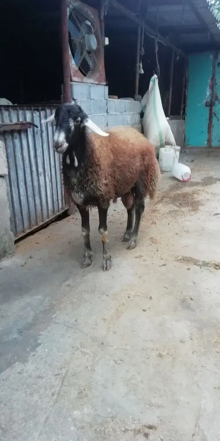 گوسفند نر تخمی|حیوانات مزرعه|قائم‌شهر, |دیوار