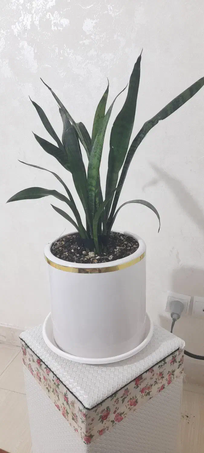 گل با گلدان مفته مفت|گل و گیاه طبیعی|قم, پردیسان|دیوار