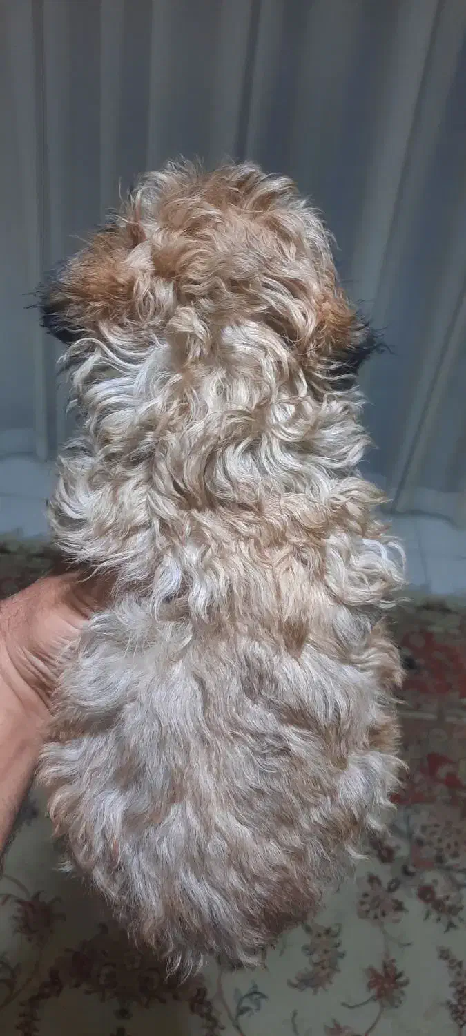 توله سگ های آپارتمانی نژاد پودل|سگ|مشهد, شهید رضوی|دیوار