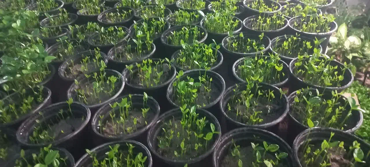 سبزه نارنج|گل و گیاه طبیعی|گتاب, |دیوار