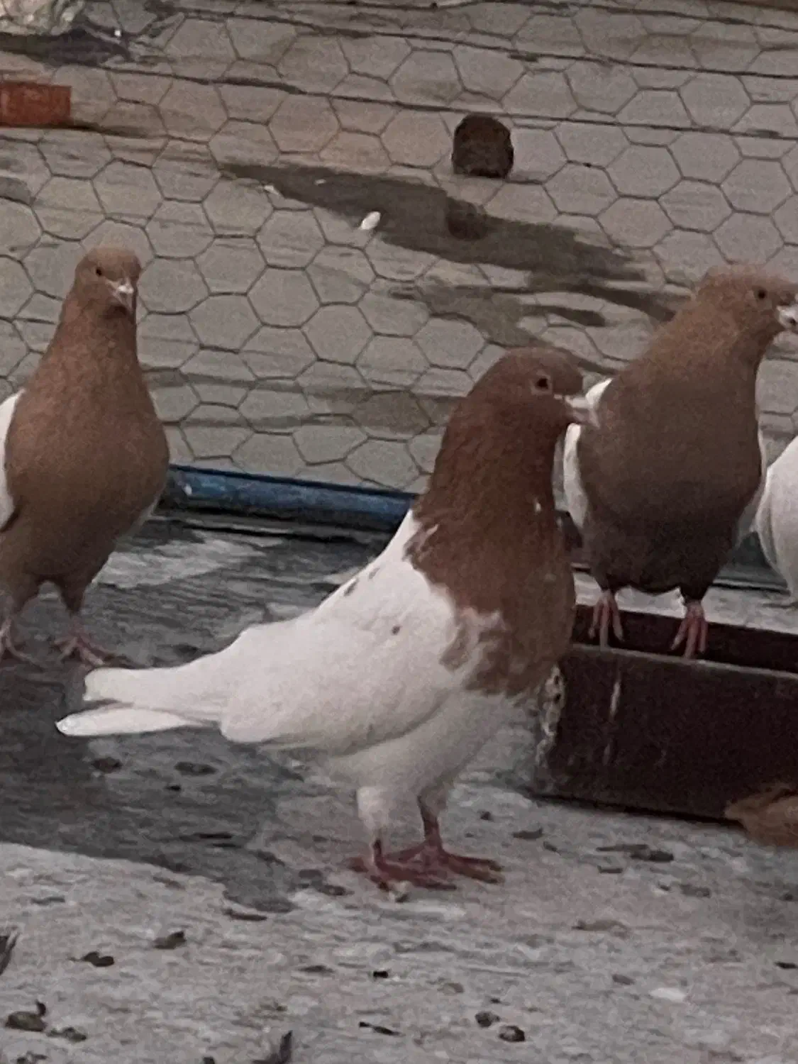 کبوتر|پرنده|تبریز, |دیوار