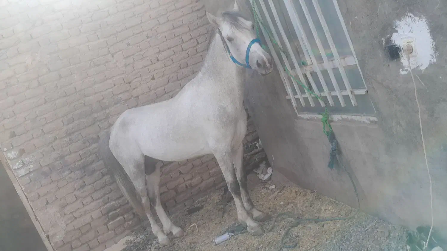 اسب|اسب و تجهیزات اسب‌سواری|نرماشیر, |دیوار