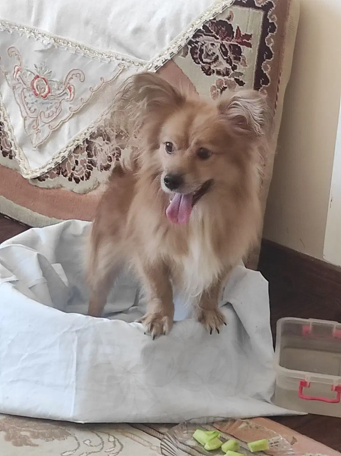 پامر روباهی|سگ|شاهینشهر, مسکن مهر|دیوار