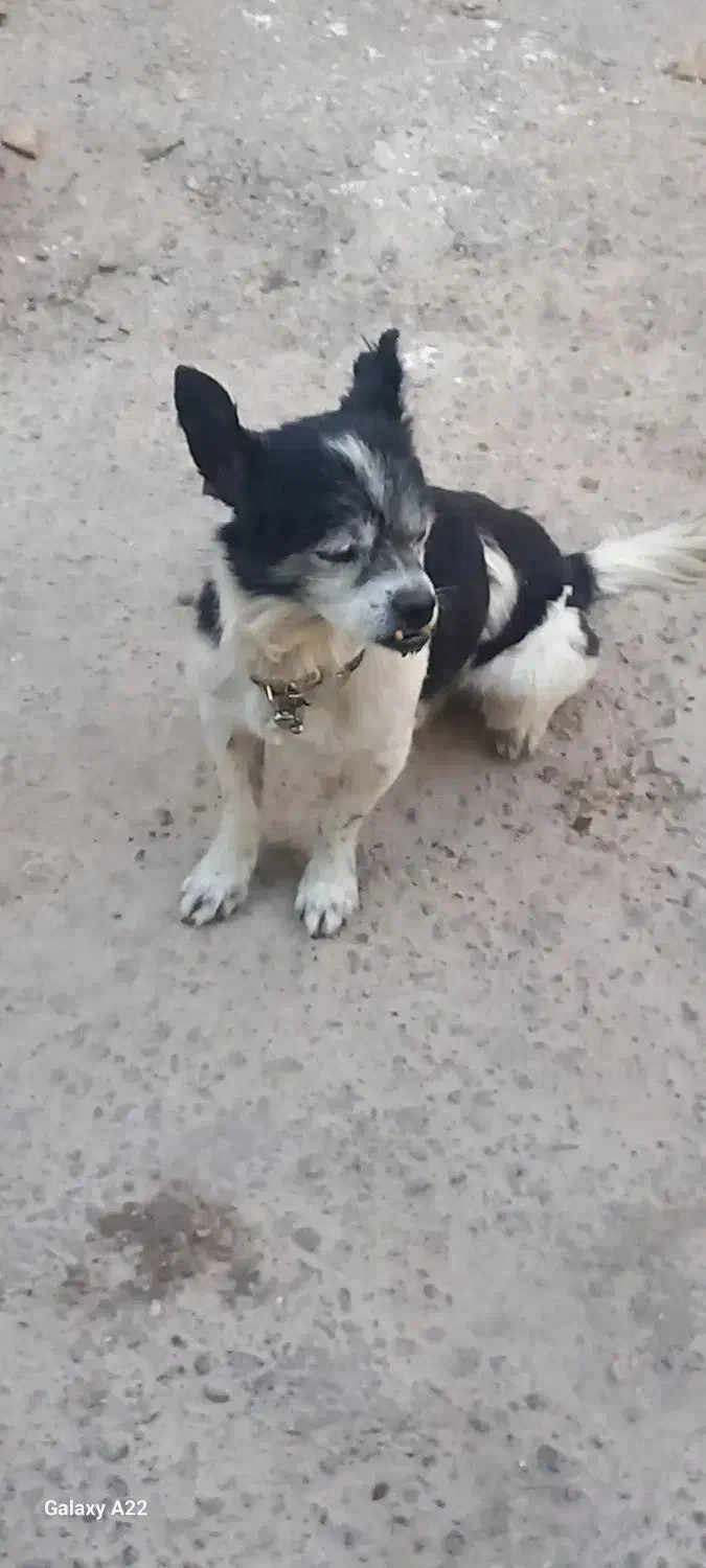 سگ پاکوتاه ۴ عددفروشی|سگ|تاکستان, |دیوار