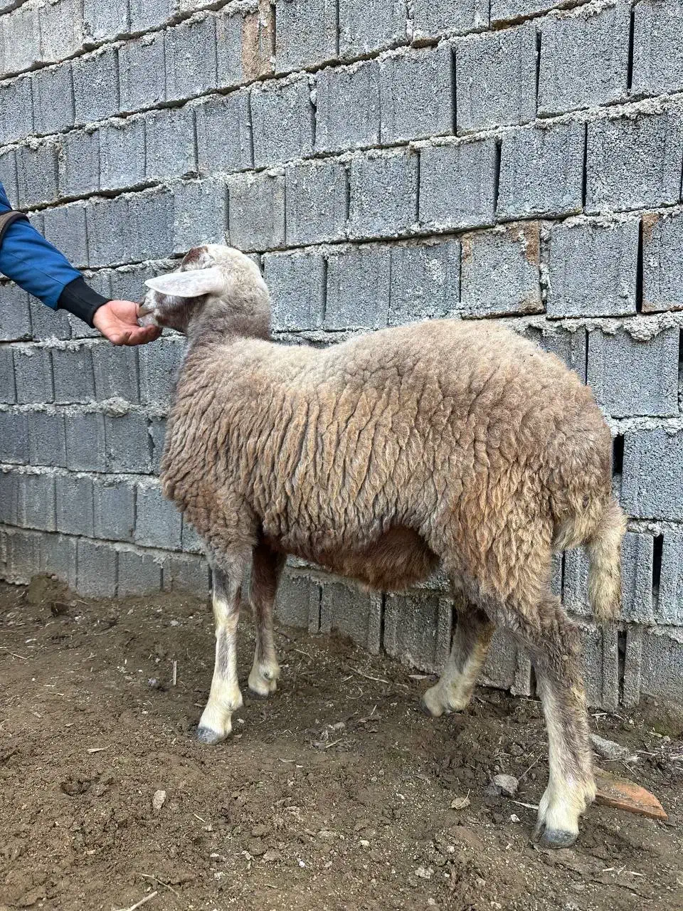 گوشت تازه بره نر|حیوانات مزرعه|بهشهر, |دیوار