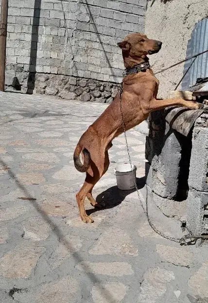 سگ دوبرمن|سگ|کامیاران, |دیوار