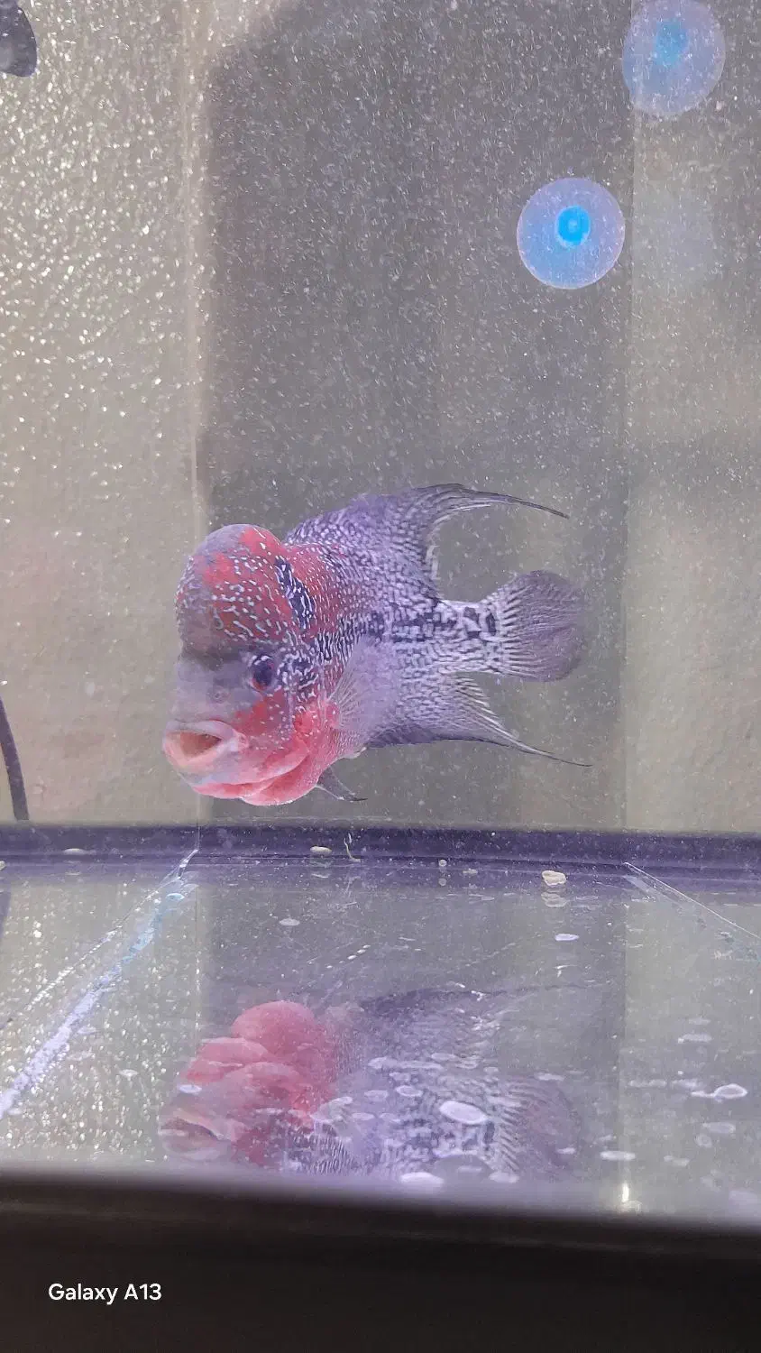 ماهی فلاور ماده|ماهی|شاهینشهر, شهرک گلدیس|دیوار