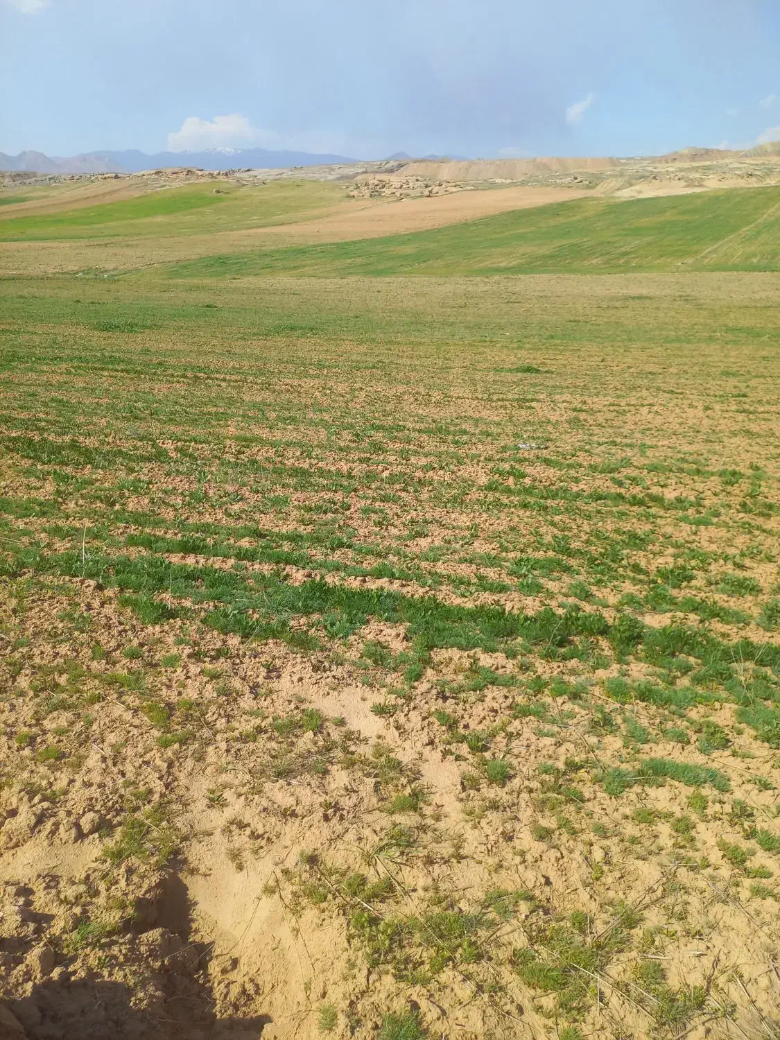 زمین کشاورزی|فروش زمین و ملک کلنگی|خواجه, |دیوار