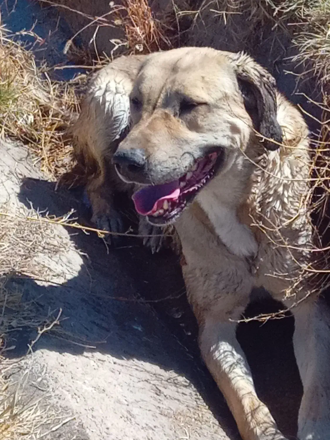 واگذاری|سگ|خنداب, |دیوار