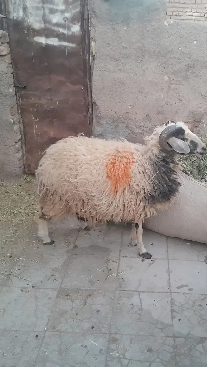 بره فروشی|حیوانات مزرعه|رفسنجان, |دیوار