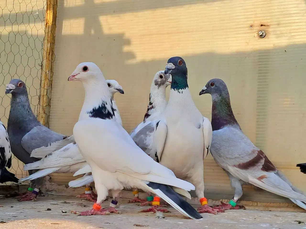 کفتر بوم آلمانی پلنگ ابلغ سار اوغون زاغ سوسکی بزک|پرنده|مشهد, پورسینا|دیوار