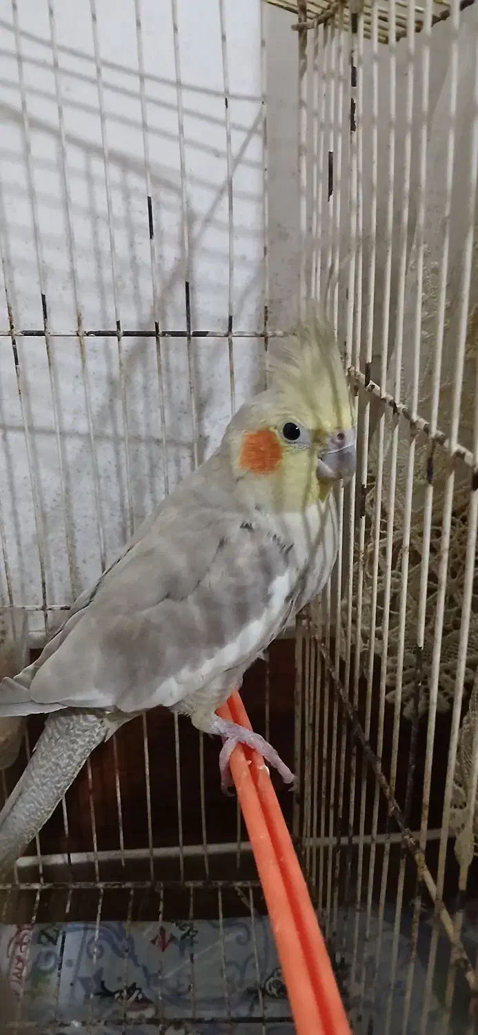 فروش عروس هلندی جفت درحال تخم‌گذاری|پرنده|کوچصفهان, |دیوار