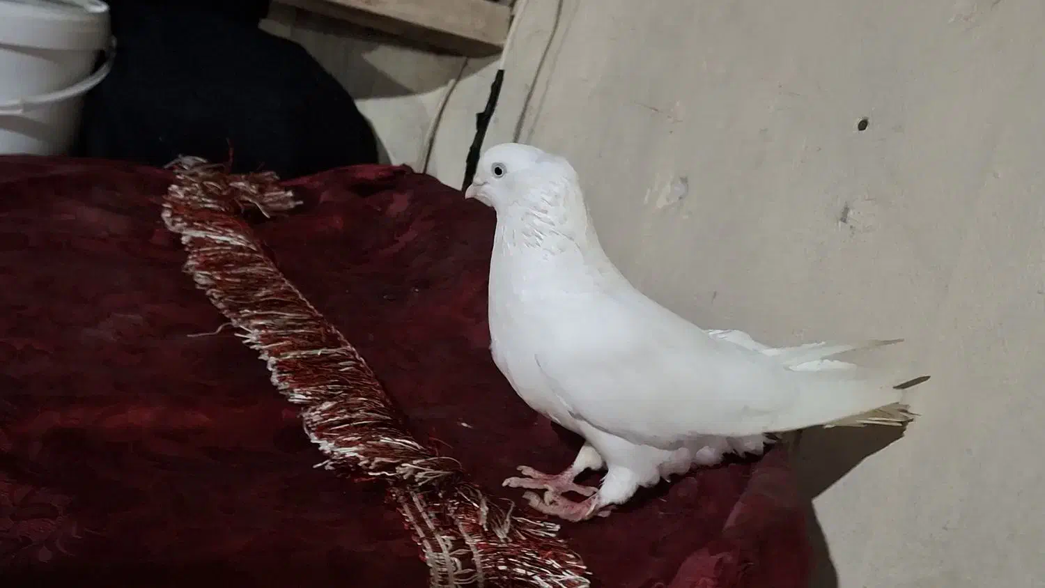 کفتر  اراکی|حیوانات|بندر ماهشهر, |دیوار