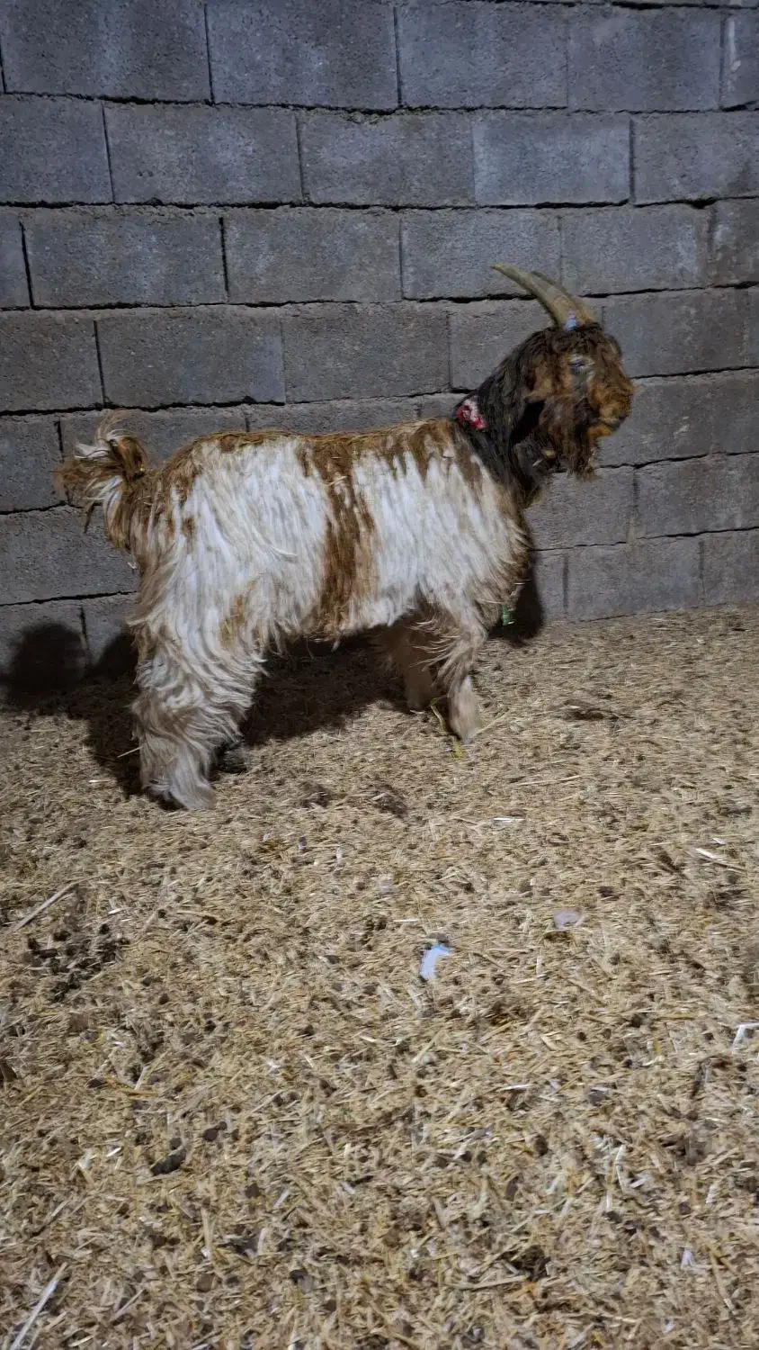 بره بیگ بز میش|حیوانات مزرعه|اندیکا, |دیوار