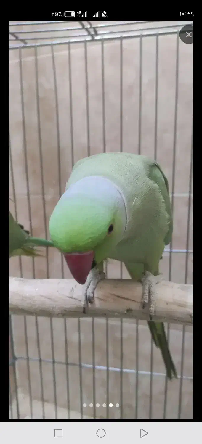 طوطی ملنگومولد معاوضه باگرینچیک. گلدین. قناری|پرنده|مشهد, شهید قربانی|دیوار