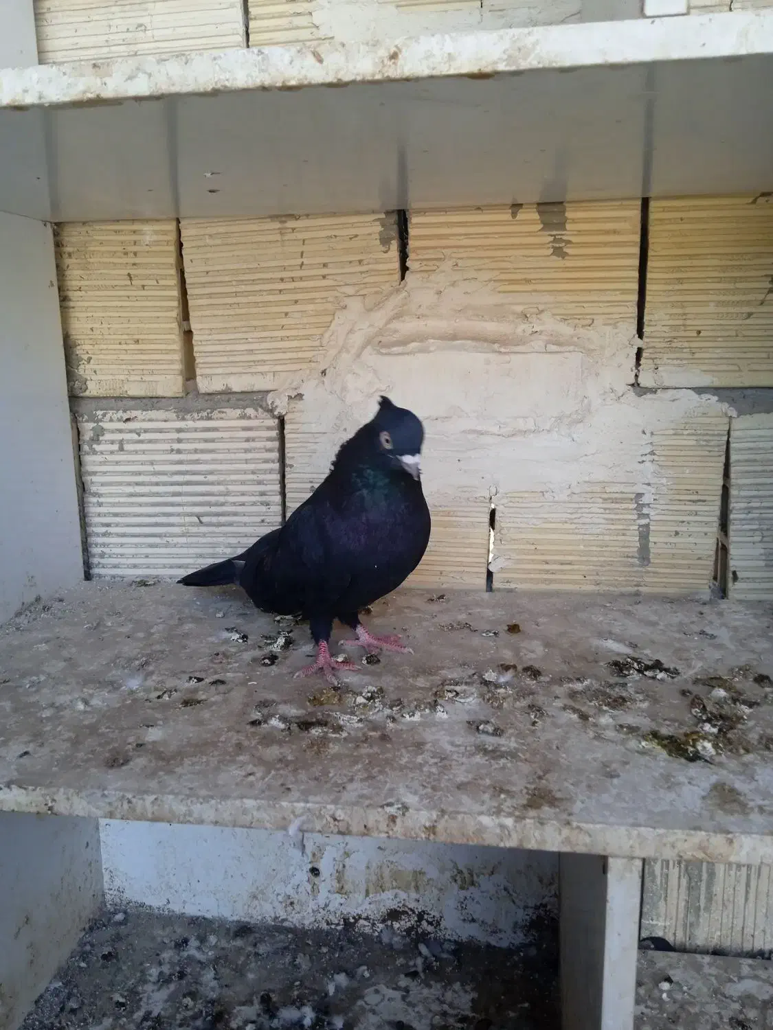 فروشی|پرنده|امیدیه, |دیوار