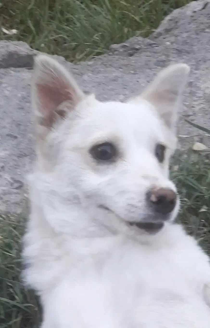 سگ پاکوتاه نژاد فیندو نر قیمت توافقی|سگ|اردبیل, |دیوار