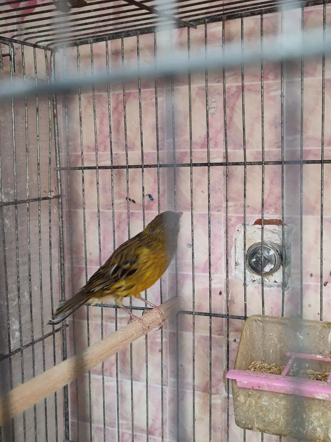 قناری ماده سهره دارابی|پرنده|فسا, |دیوار