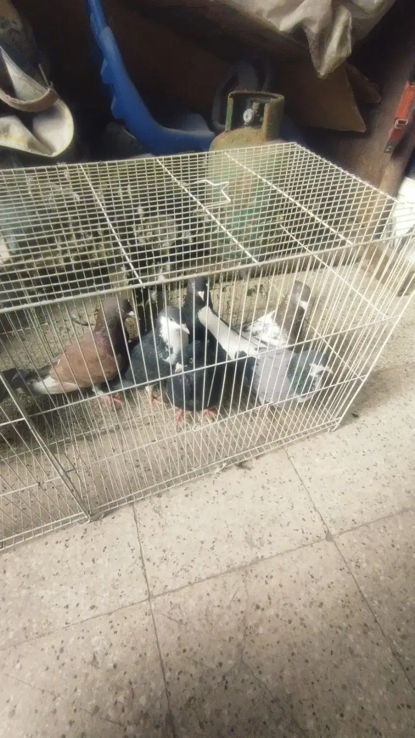 کفتر پرشی|پرنده|مشهد, باغون آباد|دیوار