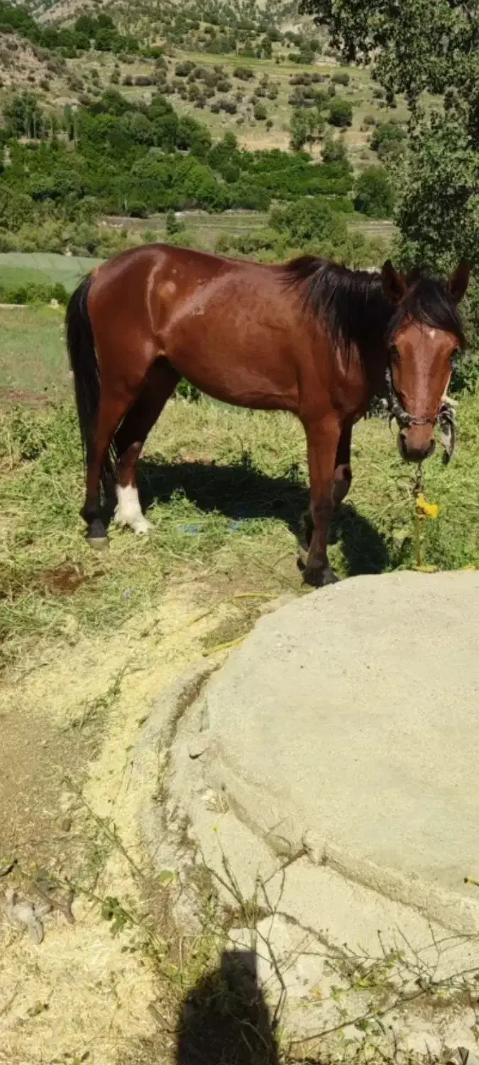 اسب نرگمشده است.|اسب و تجهیزات اسبسواری|جوزار, |دیوار