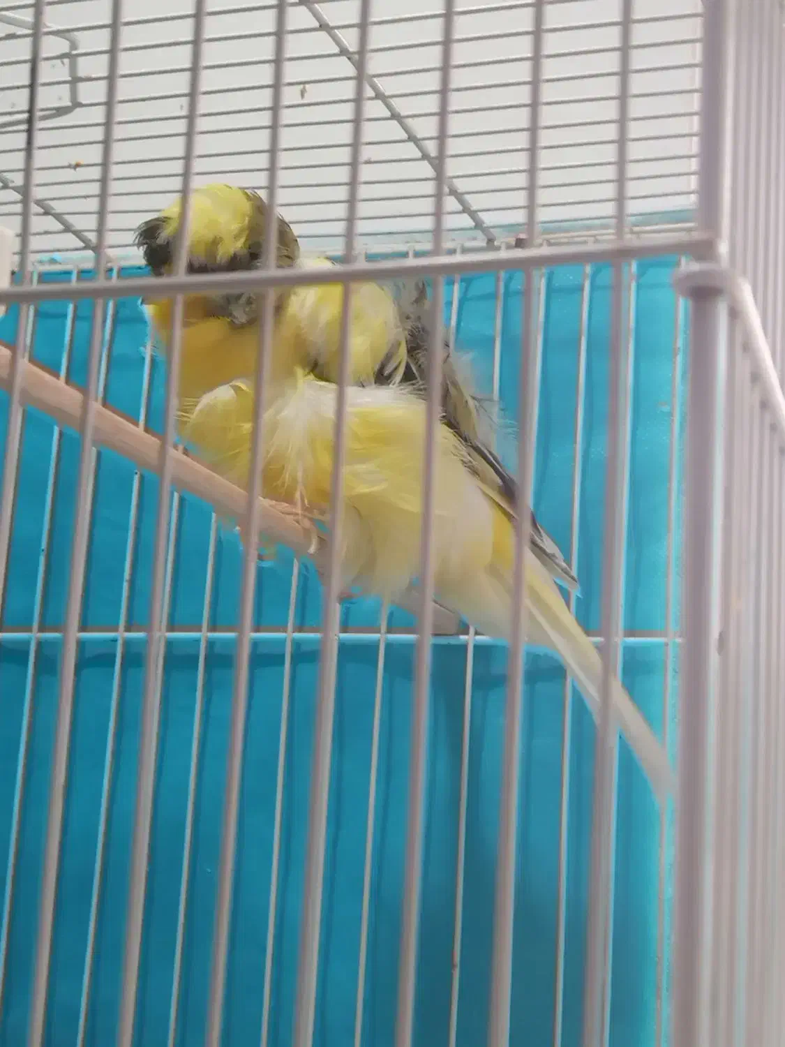 قناری فر آجی نر|پرنده|تربت‌حیدریه, میدان مرکزی|دیوار