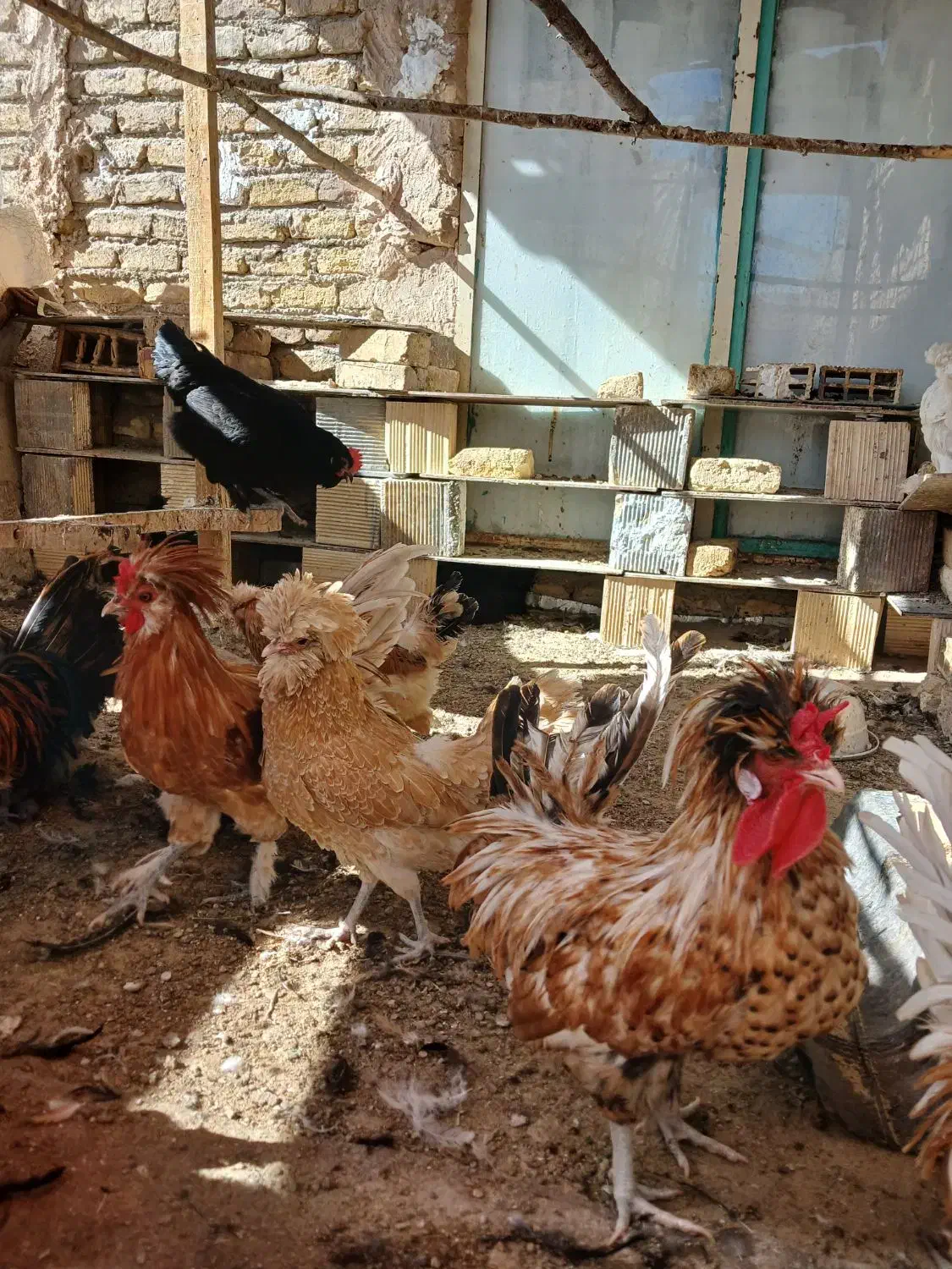 جوجه،مرغ|حیوانات مزرعه|خمینیشهر, |دیوار