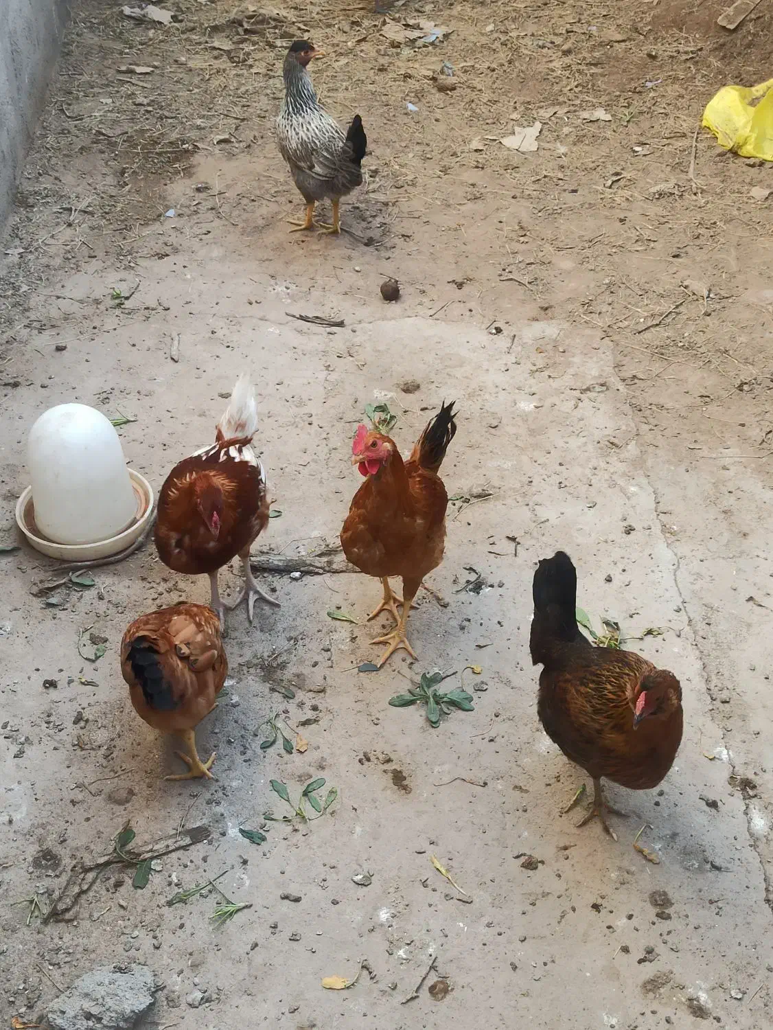 مرغ فروشی|حیوانات مزرعه|نهبندان, |دیوار