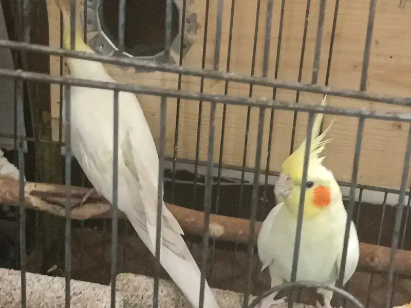 عروس هلندی لوتینو|پرنده|قمرود, |دیوار