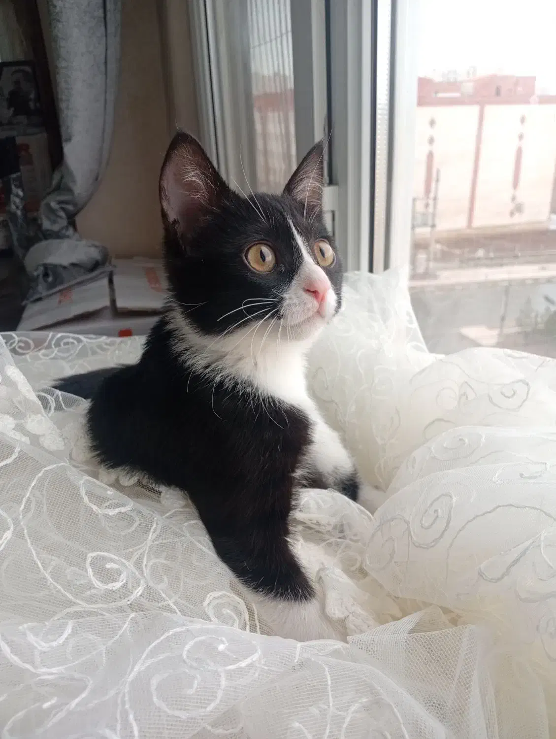 گربه ماده|گربه|پرند, فاز ۵|دیوار