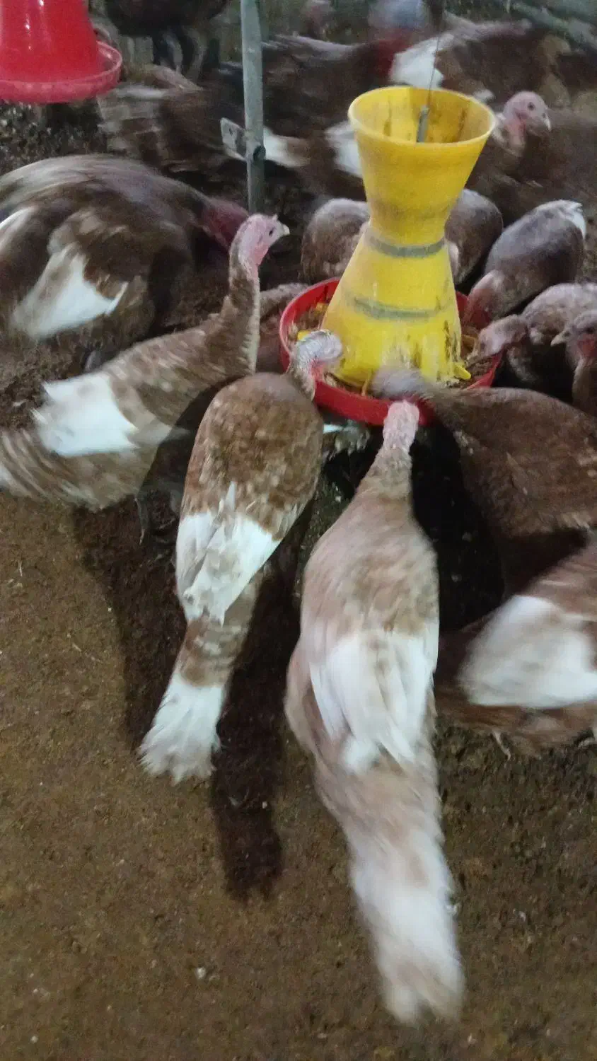 بوقلمون تخمگذار بوربون|حیوانات مزرعه|کلاشی, |دیوار