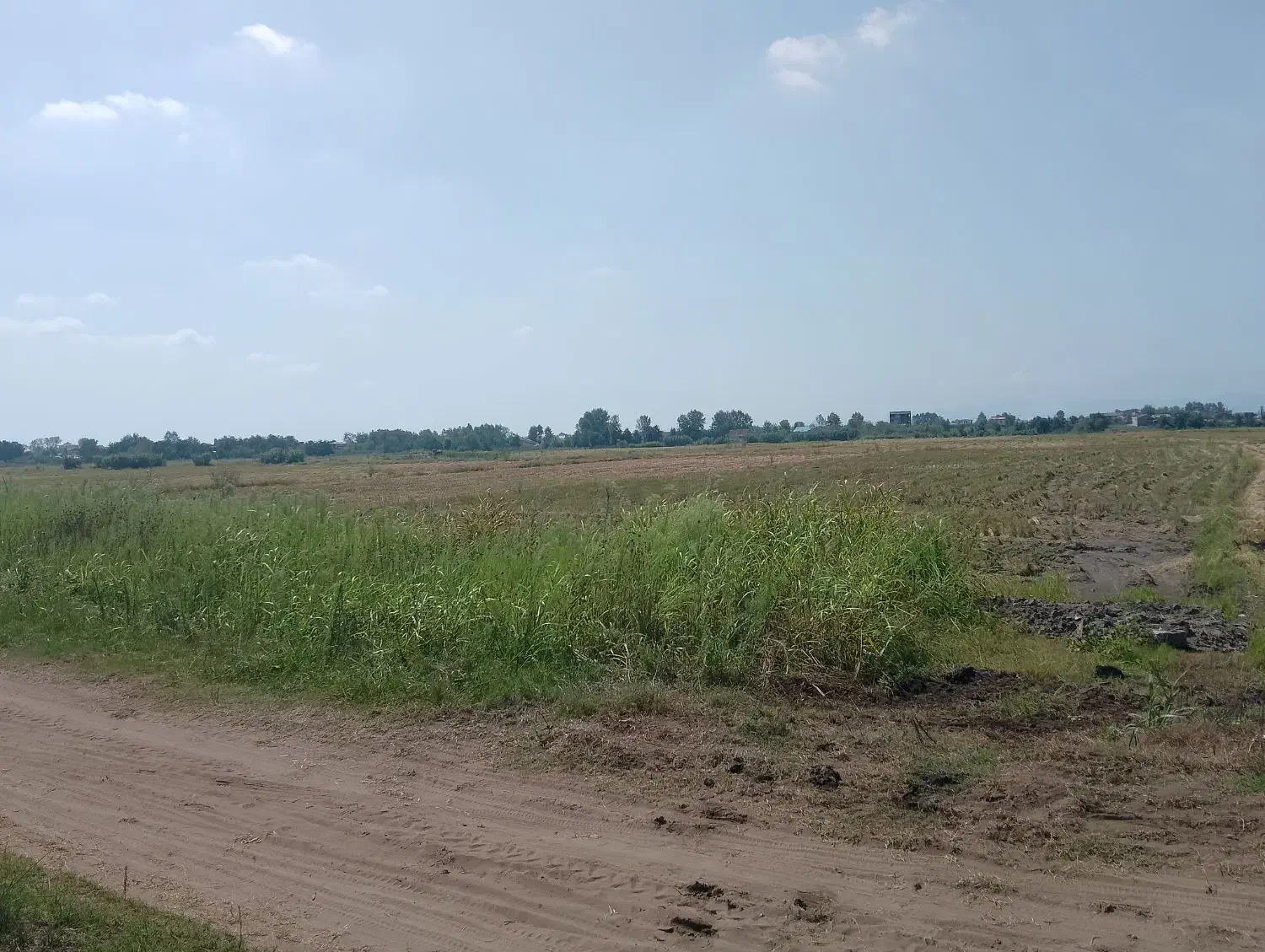 زمین کشاورزی برنج کاری ۳۰۰۰ متر در روستای  دستک|فروش زمین و ملک کلنگی|کیاشهر, |دیوار