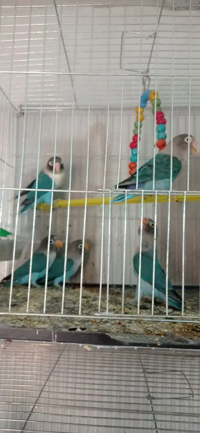 کوتوله|پرنده|نجف‌آباد, ولیعصر|دیوار