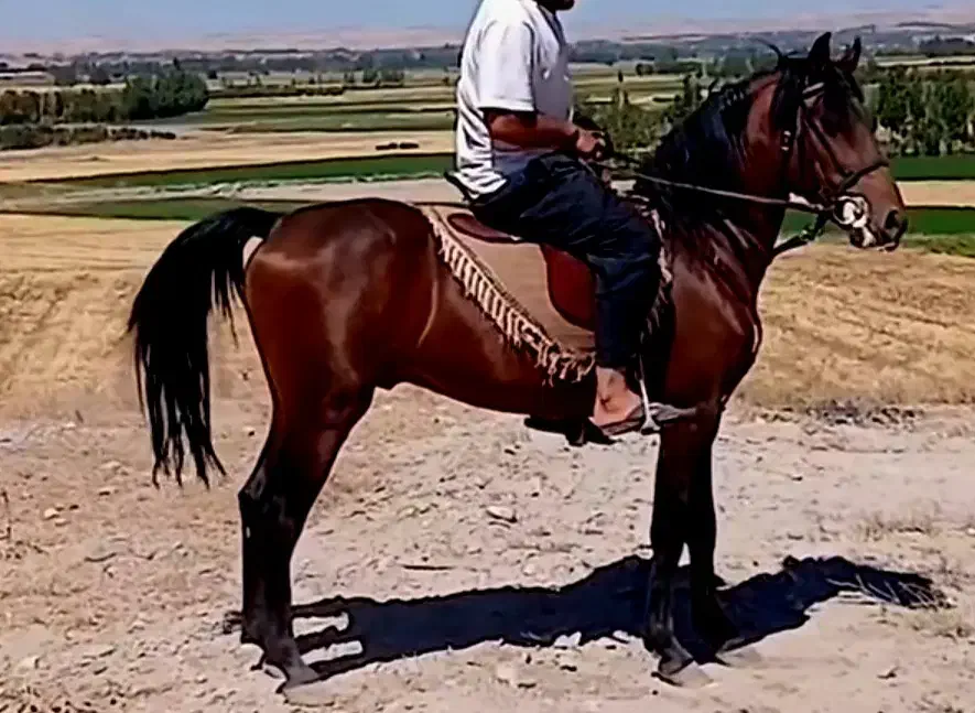 نریان کرد درجه یک|اسب و تجهیزات اسب‌سواری|سراب, |دیوار