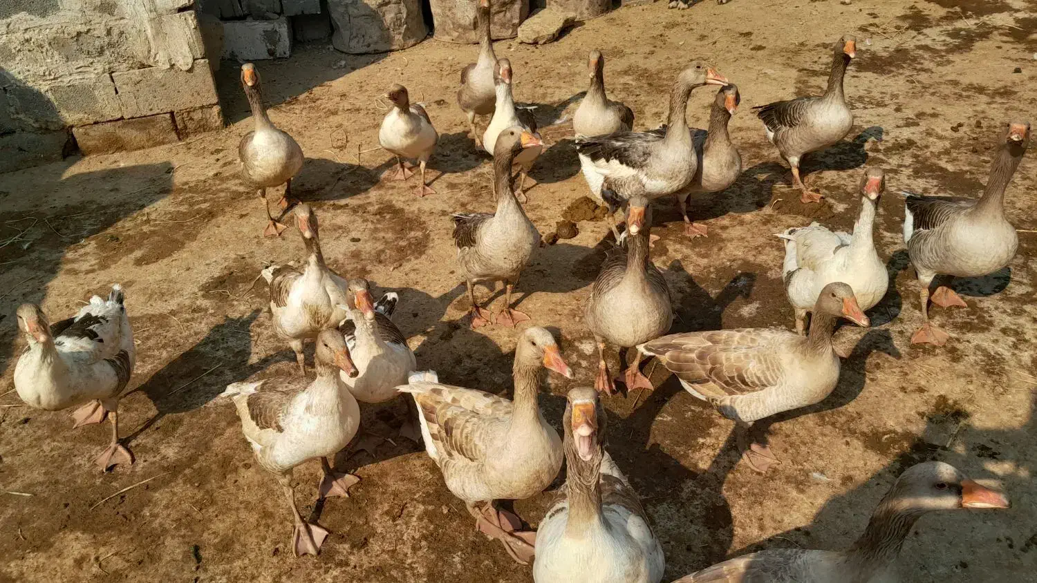 غاز|حیوانات مزرعه|کرخه, |دیوار