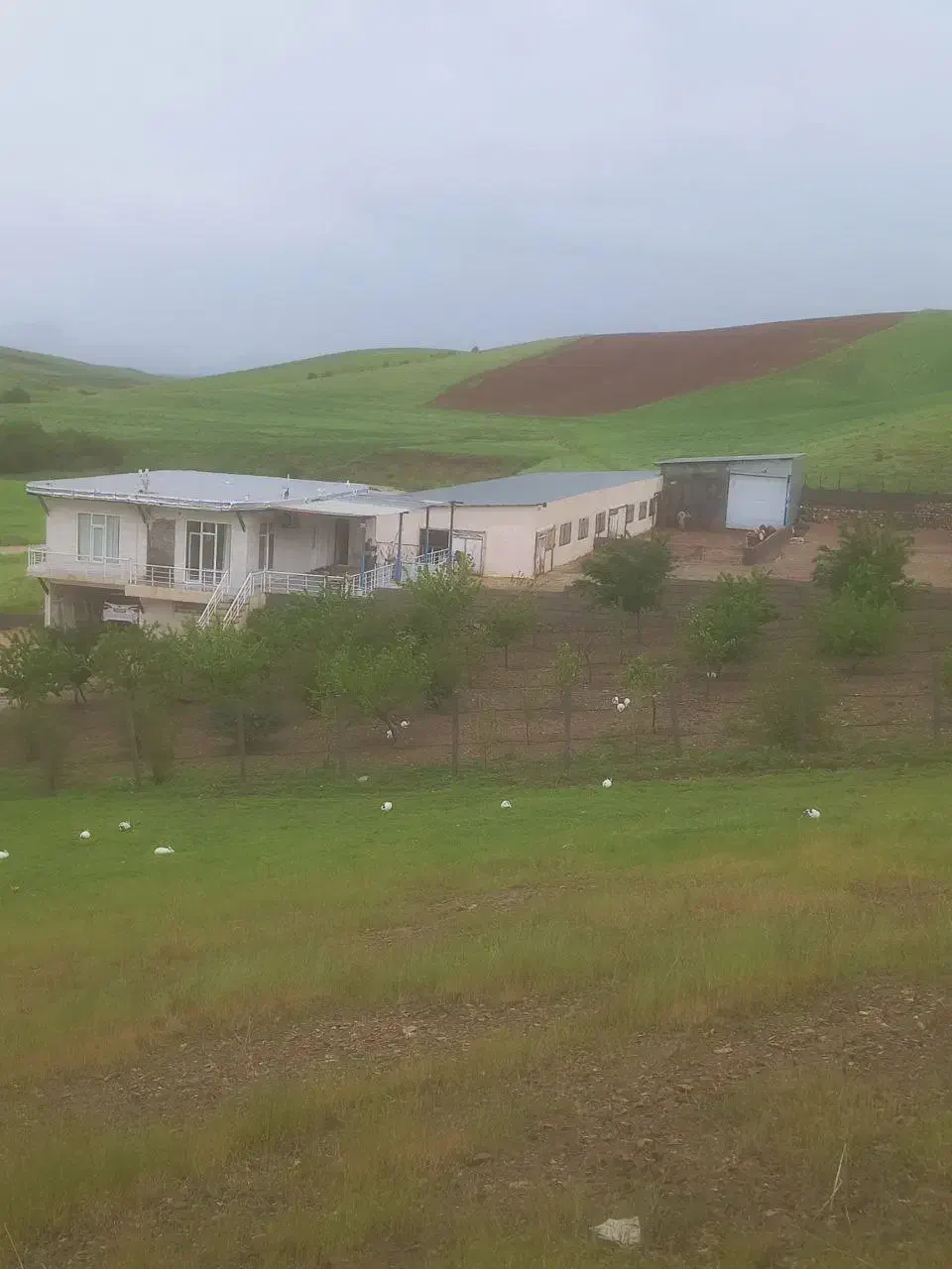 گاوداری|فروش دفتر صنعتی، کشاورزی، تجاری|روانسر, |دیوار