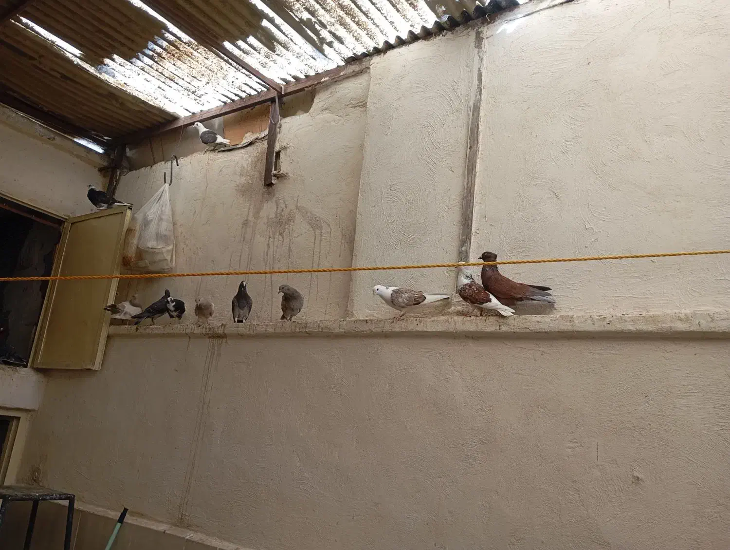 کفتریاکبوتر|پرنده|صباشهر, |دیوار