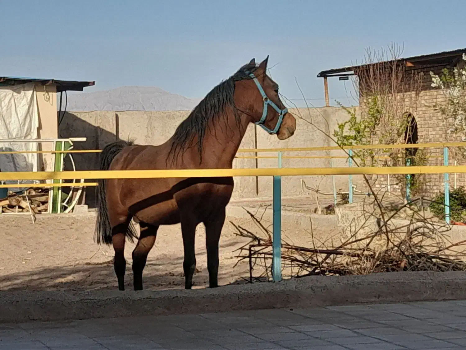 اسب وبز|اسب و تجهیزات اسبسواری|رفسنجان, |دیوار
