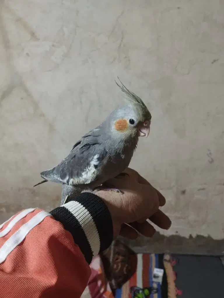 عروس هلندی نر و ماده|پرنده|شوشتر, |دیوار