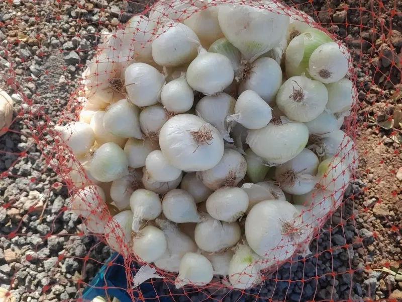 پیاز|خوردنی و آشامیدنی|ساوه, |دیوار