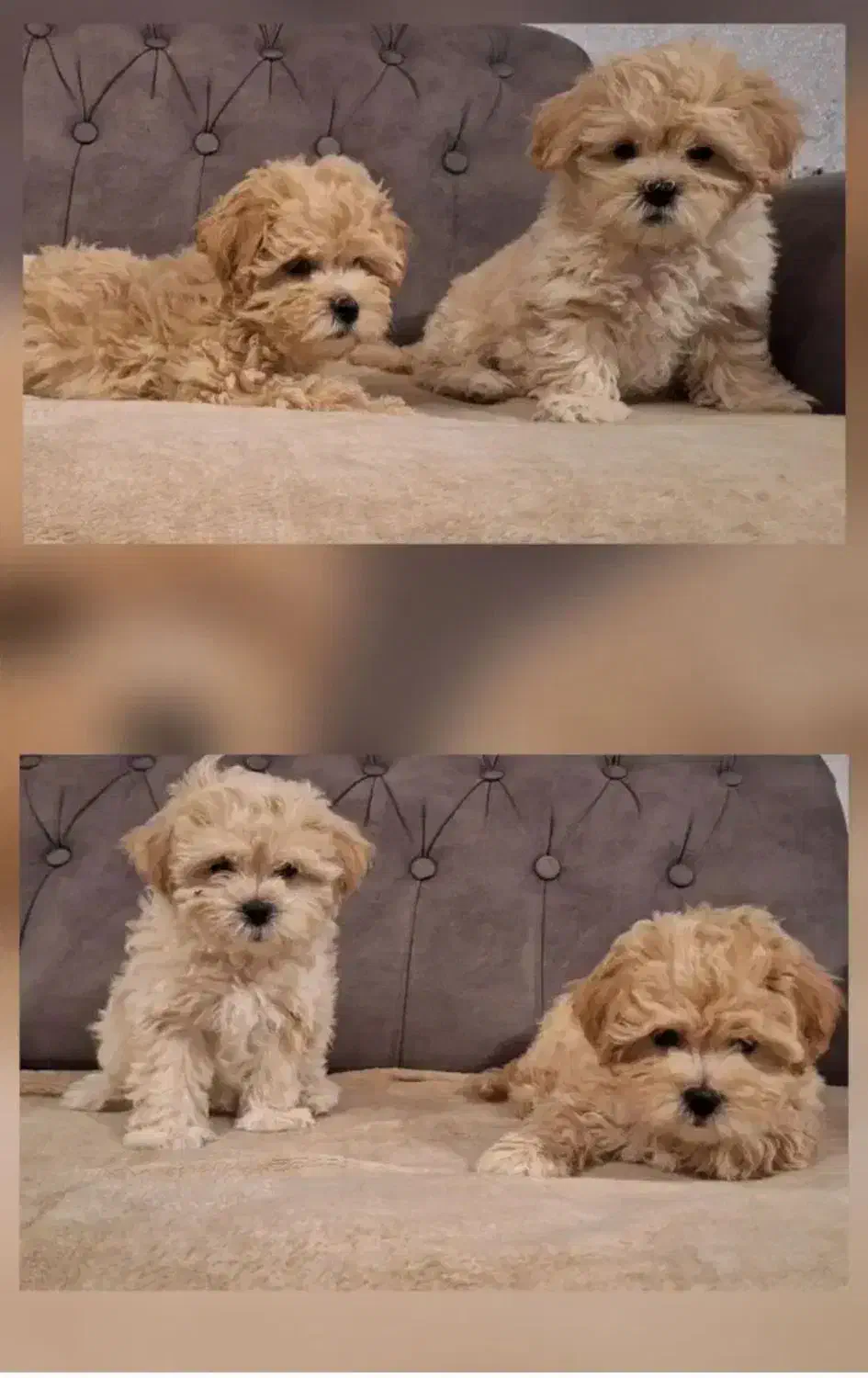 سگ نژادمالتیپوعروسکی|سگ|سبزوار, پاسداران|دیوار