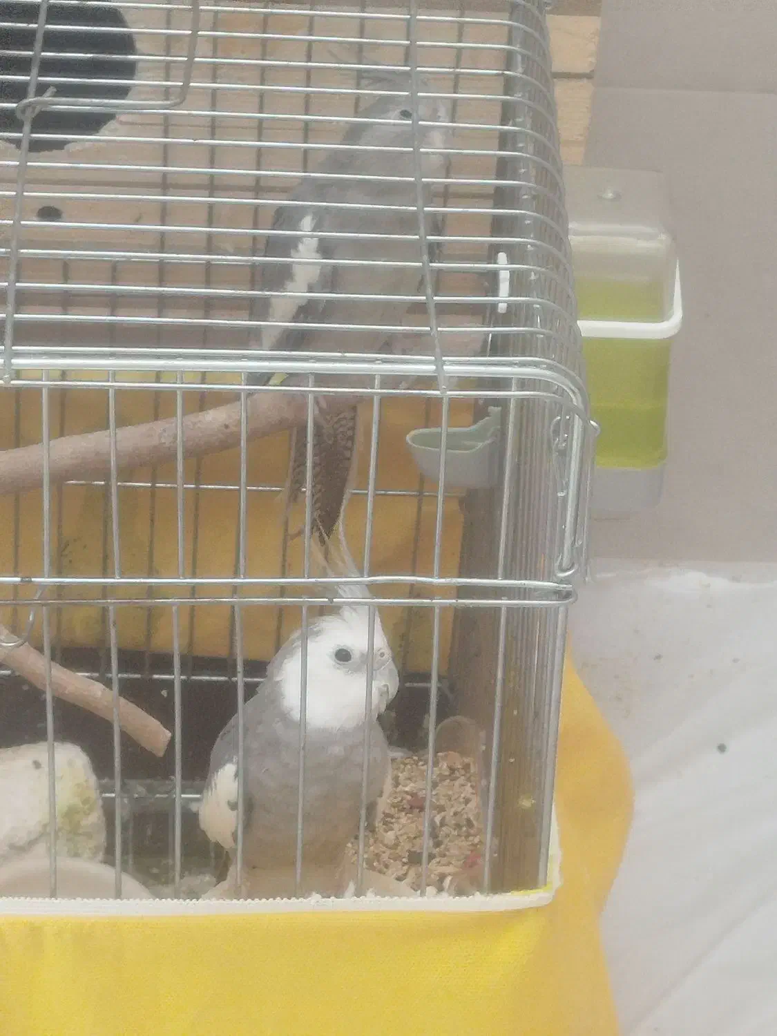 عروس هلندی وایت فیس مولد تضمینی|پرنده|بانه, |دیوار