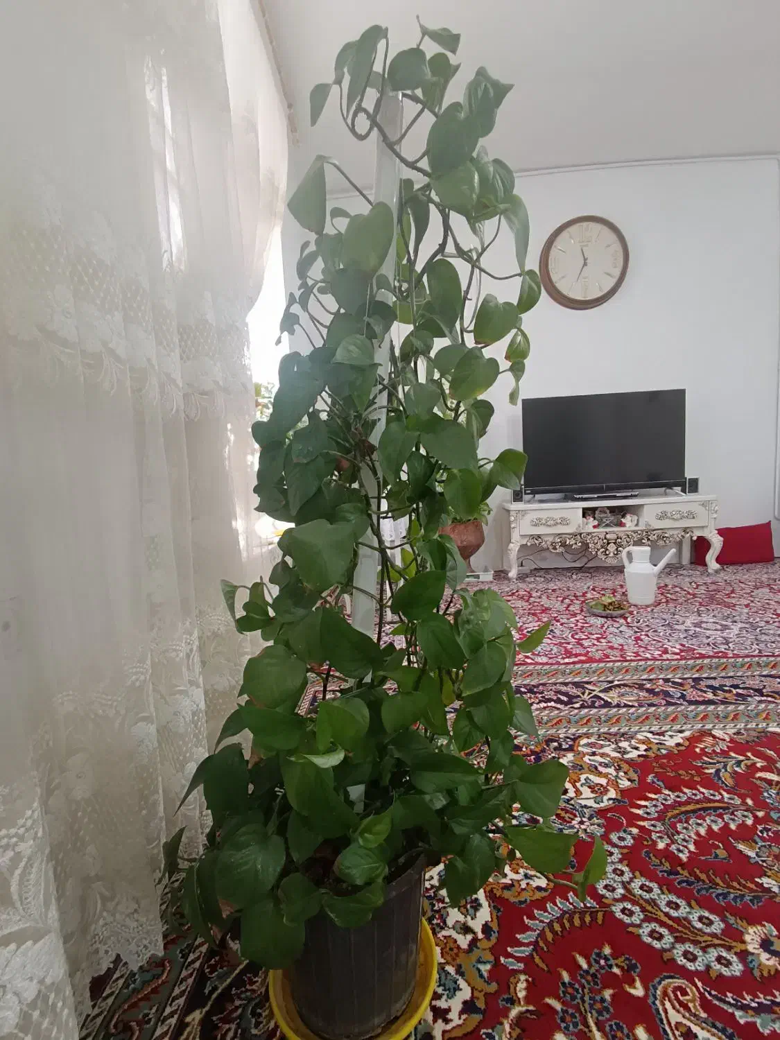 گل پتوس|گل و گیاه طبیعی|مشهد, امیرآباد|دیوار