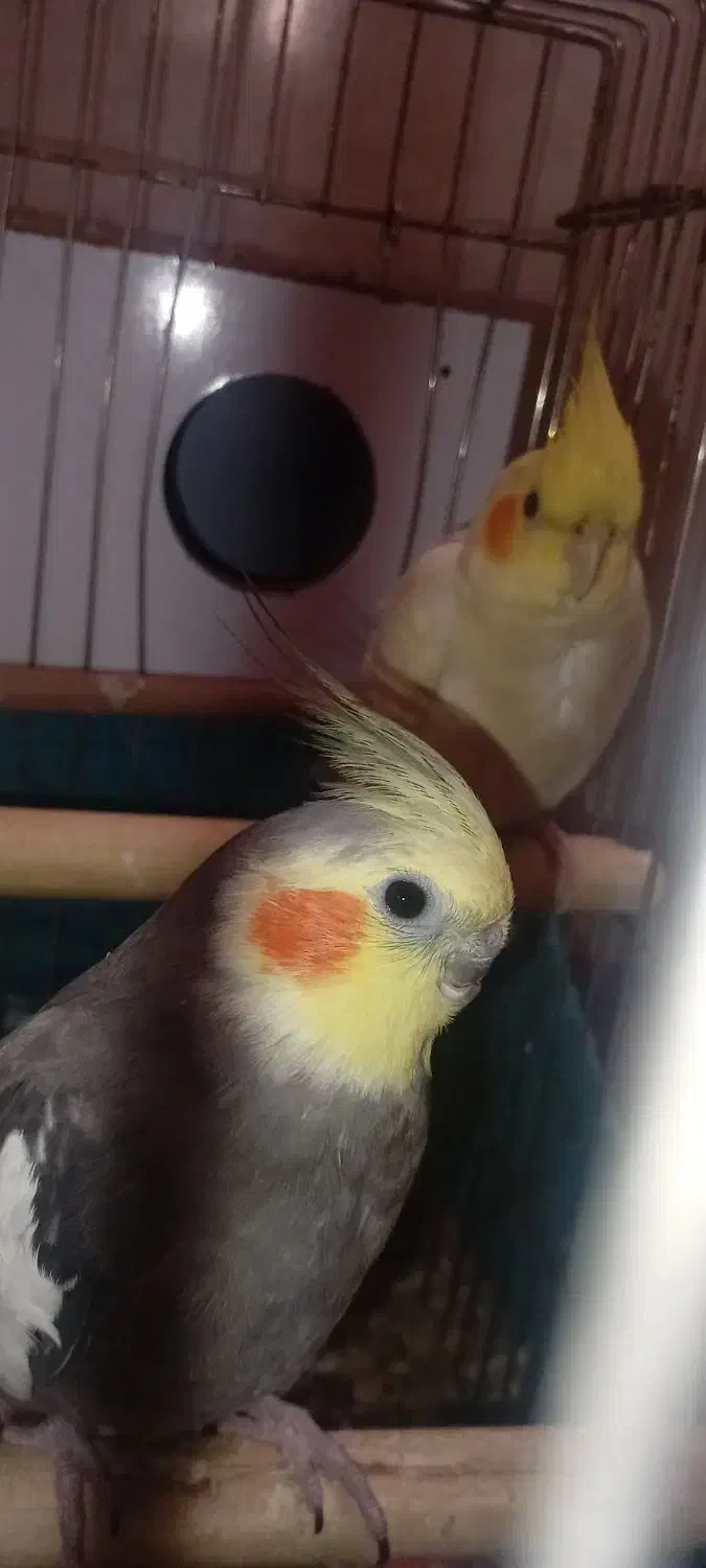 جفت عروس هلندی سخنگو|پرنده|قم, باغ کرباسی|دیوار