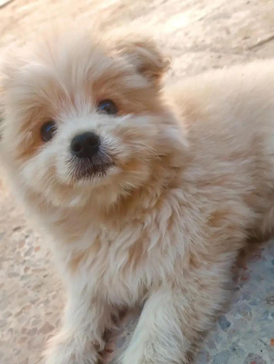 فروش توله پامرانین شیتزو سالم و مهربان|سگ|دوگنبدان, |دیوار