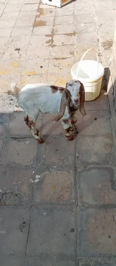 سلام نر بزباتربیت|حیوانات مزرعه|شوش, |دیوار