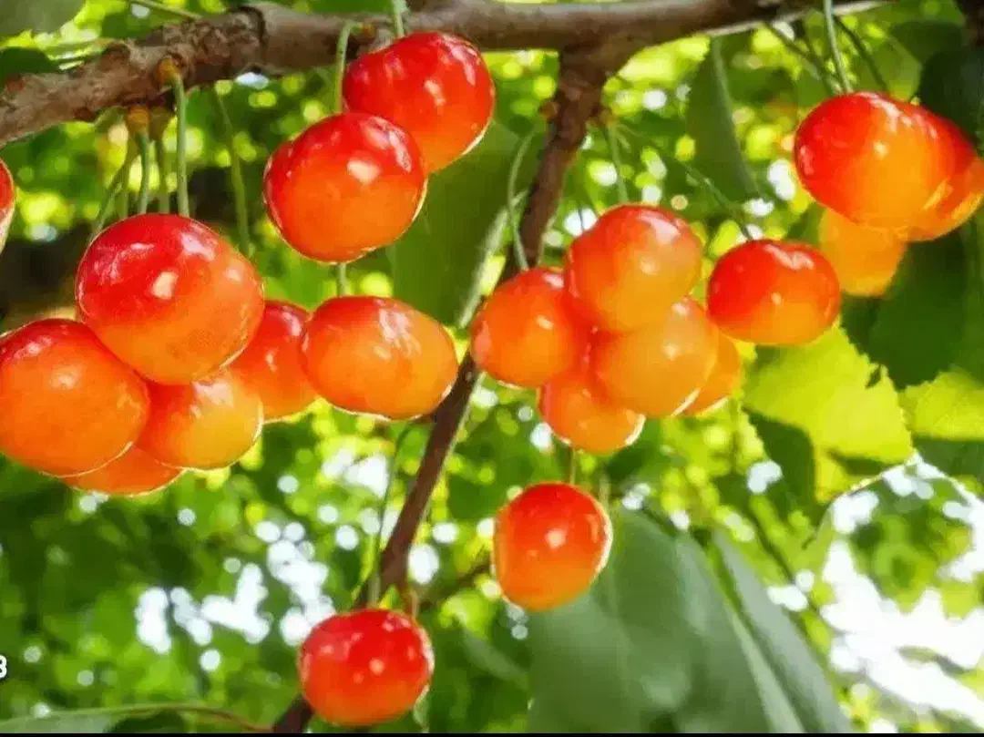 فروش ارقام هلو شلیل زردآلو آلوچه گیلاس گردو صنوبر|خدمات باغبانی و درختکاری|گنبد کاووس, |دیوار