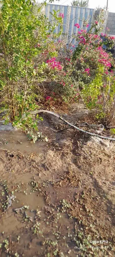 حفاری چاه به وسیله لوله زدن|خدمات باغبانی و درختکاری|بوشهر, |دیوار